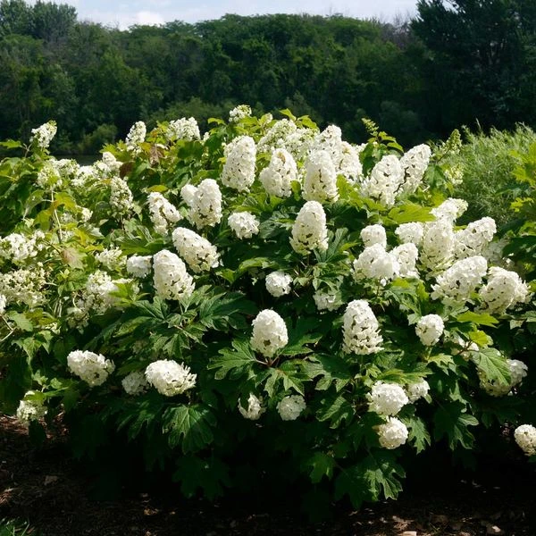 Hydrangea Quercifolia Gatsby Gal® 2 Hydrangea Quercifolia Gatsby Gal® - Image 2