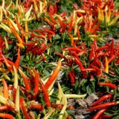 Season's Farewell Collection -Verdelyn Sales x600 34783