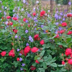 Rose Oso Easy® Double Red -Verdelyn Sales x600 34787