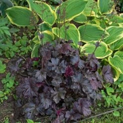 Heuchera 'Obsidian' -Verdelyn Sales x600 34804