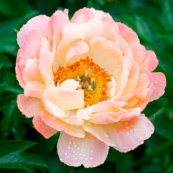 Peony 'Coral Charm' -Verdelyn Sales x600 34835