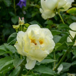 Peony 'Lemon Chiffon' -Verdelyn Sales x600 34840