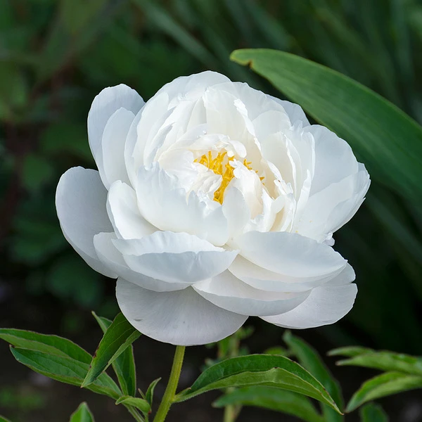 Peony 'Moonstone' 3 Peony 'Moonstone' - Image 3