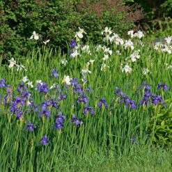 Wings Over Water Siberian Iris Collection -Verdelyn Sales x600 34844
