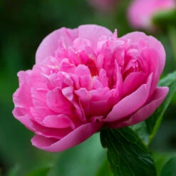 Peony 'Carnation Bouquet' -Verdelyn Sales x600 34863