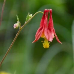 Aquilegia Canadensis -Verdelyn Sales x600 34872