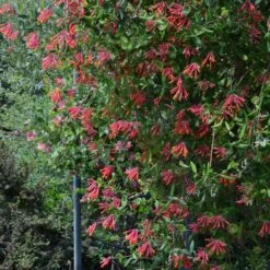 Lonicera Sempervirens 'Major Wheeler' -Verdelyn Sales x600 34882