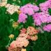 Achillea Millefolium Colorado Mix