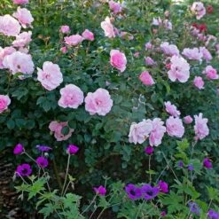 Rose Bonica® 8 Rose Bonica® -Verdelyn Sales x600 34913