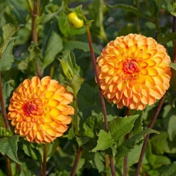 Dahlia 'Jowey Chantal' -Verdelyn Sales x600 35176