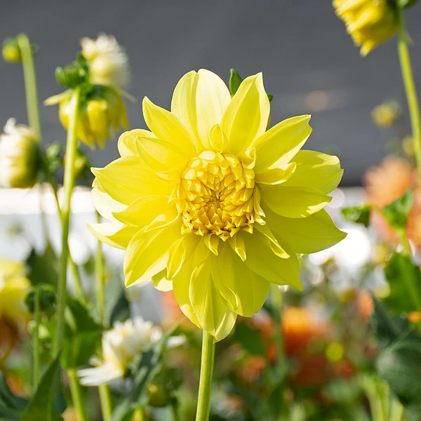 Dahlia 'Hollyhill Lemon Ice' 2 Dahlia 'Hollyhill Lemon Ice' - Image 2