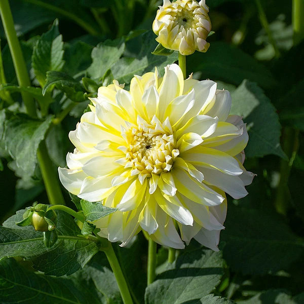 Dahlia 'Hollyhill Lemon Ice' 1 Dahlia 'Hollyhill Lemon Ice'