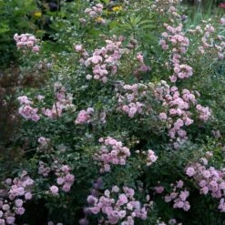 Rose 'The Fairy' -Verdelyn Sales x600 35274