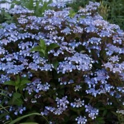Hydrangea Serrata Tiny Tuff Stuff™ - 1 Gallon Pot -Verdelyn Sales x600 35276