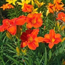 Hemerocallis (Daylily) 'Alabama Jubilee' -Verdelyn Sales x600 35286