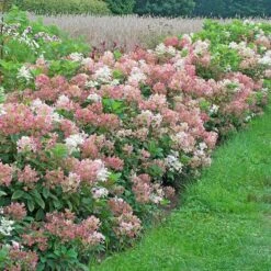 Hydrangea Paniculata Little Quick Fire® -Verdelyn Sales x600 35312