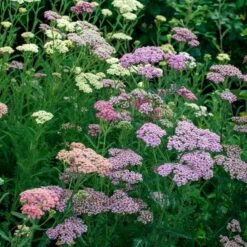 Achillea Millefolium Colorado Mix -Verdelyn Sales x600 35348
