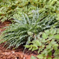 Hosta 'Silly String' -Verdelyn Sales x600 35353