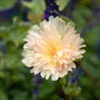 Alcea Rosea Spring Celebrities™ 'Apricot'