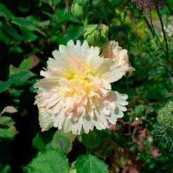 Alcea Rosea Spring Celebrities™ 'Apricot' -Verdelyn Sales x600 35545