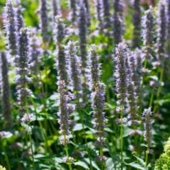 Agastache 'Blue Fortune' 10 Agastache 'Blue Fortune' -Verdelyn Sales x600 35564