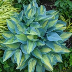Hosta 'June' -Verdelyn Sales x600 35764