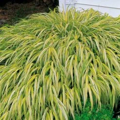 Ornamental Grass: Hakonechloa Macra 'Aureola' -Verdelyn Sales x600 35790