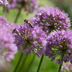 Allium 'Millenium' -Verdelyn Sales x600 35871