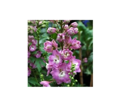 Delphinium 'Centurion Rose Shades'