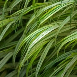 Ornamental Grass: Hakonechloa Macra 'Aureola' -Verdelyn Sales x600 35961