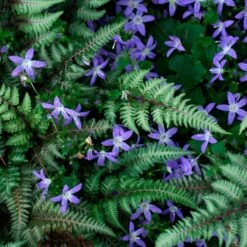 Campanula Poscharskyana 'Blue Gown' -Verdelyn Sales x600 35991