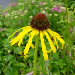 Echinacea Paradoxa -Verdelyn Sales x600 36101