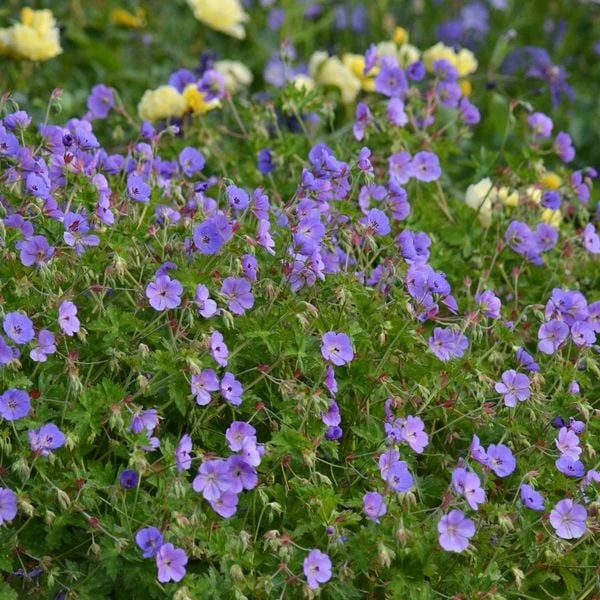 Geranium Rozanne® 2 Geranium Rozanne® - Image 2