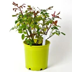 Rose Double Knock Out® -Verdelyn Sales x600 36120