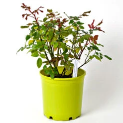 Rose Easy Elegance® Yellow Submarine -Verdelyn Sales x600 36128