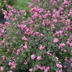 Symphoricarpos Proud Berry® -Verdelyn Sales x600 36188