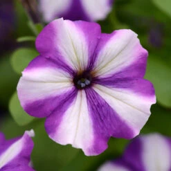 Pollinator Pleaser Annual Collection -Verdelyn Sales x600 36189