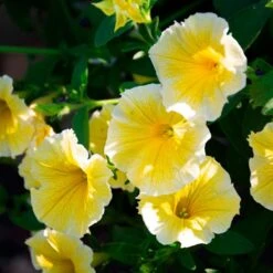 Sun & Sky Annual Collection 8 Sun & Sky Annual Collection -Verdelyn Sales x600 36226