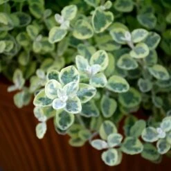 Sun & Sky Annual Collection 9 Sun & Sky Annual Collection -Verdelyn Sales x600 36227