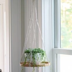 Senecio String Of Pearls In White Fiberstone Bowl -Verdelyn Sales x600 36299