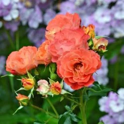 Rose Easy Elegance® Coral Cove -Verdelyn Sales x600 36305