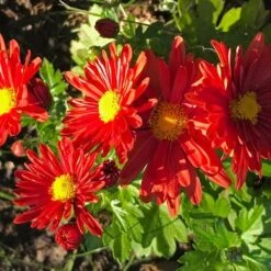 Chrysanthemum 'Pumpkin Igloo' -Verdelyn Sales x600 36317