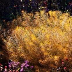 Amsonia Hubrichtii 18 Amsonia Hubrichtii -Verdelyn Sales x600 36413