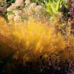 Amsonia Hubrichtii 19 Amsonia Hubrichtii -Verdelyn Sales x600 36414