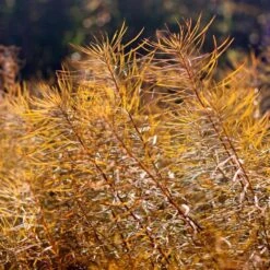 Amsonia Hubrichtii 20 Amsonia Hubrichtii -Verdelyn Sales x600 36415