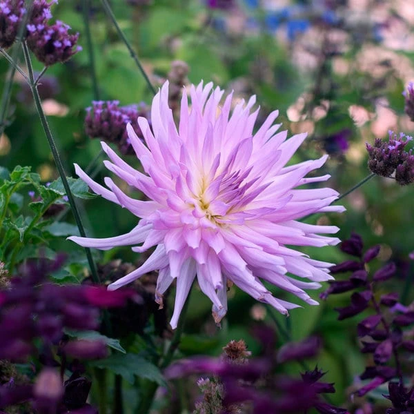 Dahlia 'Mingus Randy' 3 Dahlia 'Mingus Randy' - Image 3