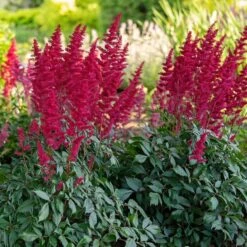 Astilbe X Arendsii 'Fanal' 9 Astilbe X Arendsii 'Fanal' -Verdelyn Sales x600 36483