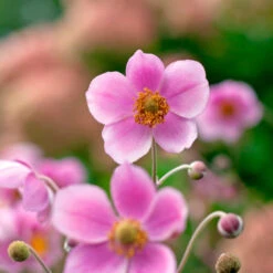 Anemone X Hybrida 'Robustissima' -Verdelyn Sales x600 36487