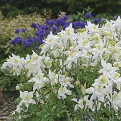 Aquilegia 'Dove' -Verdelyn Sales x600 36511