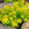 Sedum Rupestre 'Angelina'